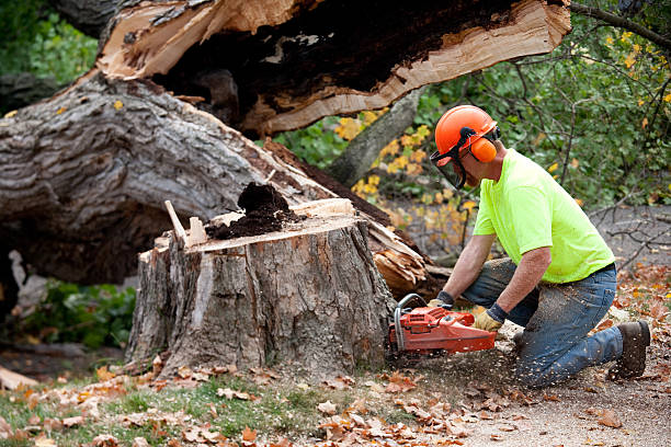 Best Tree and Shrub Care  in Grottoes, VA